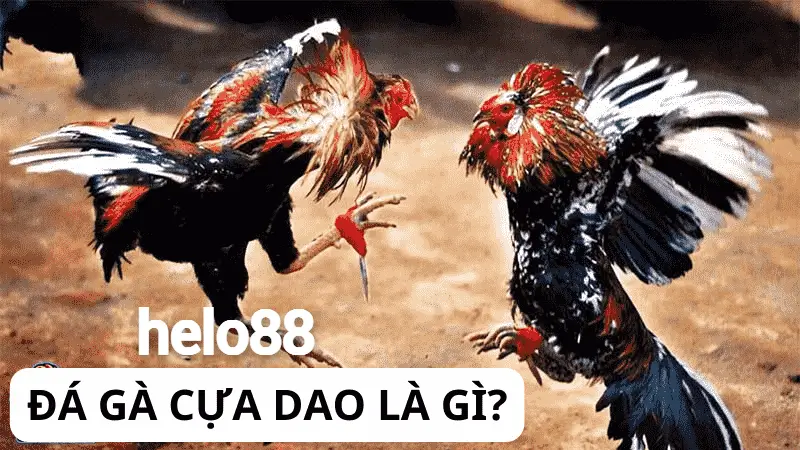 Đá gà cựa dao là gì?